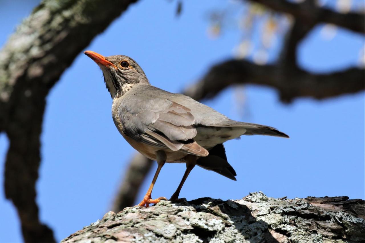 Birds Babble Self Catering Hotel Mbombela Exterior foto